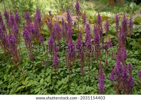 Late Summer Flowering Bright Purple Flower Head on a Chinese Astilbe or False Goat's Beard Plant (Astilbe chinensis 'Brokat') Growing in a Herbaceous Border in a Garden in Rural Devon, England, UK Stock foto © 