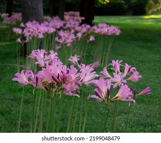 Late Summer Flowers In Bloom