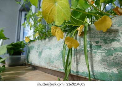 Late Summer - Flowers In A Pot On The Window