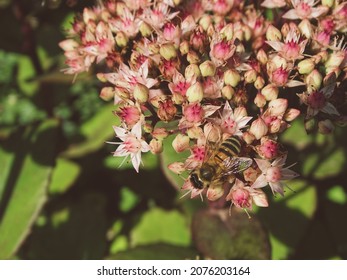 Late Summer Flowers In South Germany