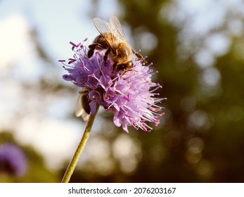 Late Summer Flowers In South Germany