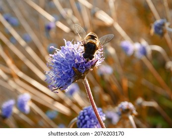 Late Summer Flowers In South Germany