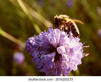 Late Summer Flowers In South Germany