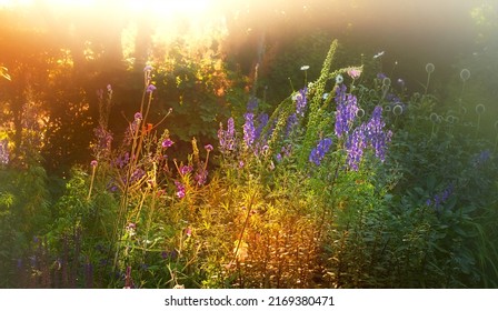Late summer garden. A panorama photo of the garden in late summer. - Shutterstock ID 2169380471