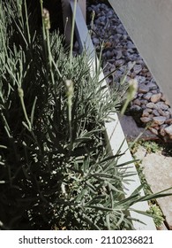 Late Summer Lavender Harvest In The Cottage Garden - Morning Coffee