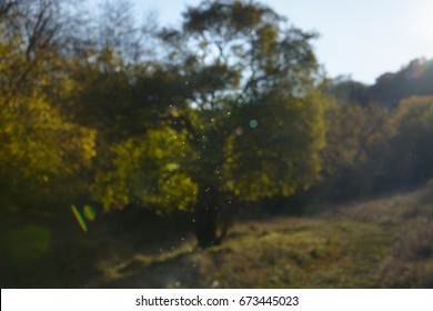 A Late Summer Scene: Swarms Of Gnats Shine In The Evening Sun With A Majestic Tree In The Background