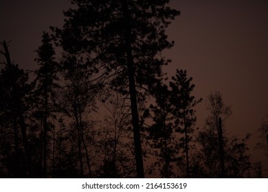 Late Summer Sunset Through Tall Pine Trees