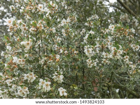 Late Summer White Flowers of the Ulmo Tree (Eucryphia cordifolia) in a Country Cottage garden in Rural Devon, England, UK