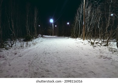 A late walk through a winter night snow-covered forest park, illuminated alley