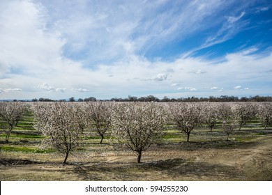 Late Winter In The Almond Orchard