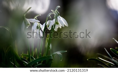 Similar – flowering snowdrops