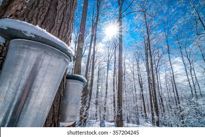 A late winter - early spring day in a maple woods.  Fresh fallen snow on a late winter, early spring day in a maple woods.  Maple sap buckets abound on trees in preparation for the coming season.