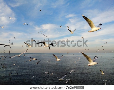 late winter rain or November to March seagull evacuate the cold from the northern hemisphere to bangpu samutprakarn thailand. sea and sky many seagulls.very beautiful time. 