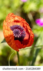 Latecomers in the garden, the last poppy bloom of the year