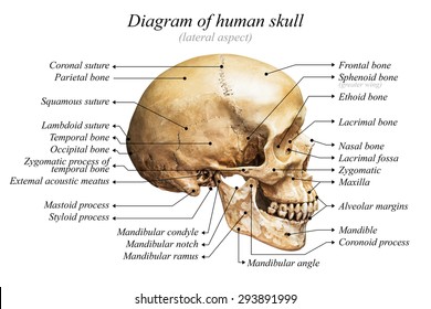 Skull Anatomy Images, Stock Photos & Vectors | Shutterstock
