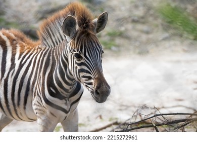 Lateral Close Up Of Young Baby Zebra Cub Foal With Big Mane Seen From Front As Animal Portrait