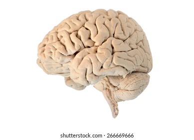 Lateral of Human brain