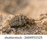 Lateral view of an antlion larva (Myrmeleontidae) with open mandibles on a sandy surface.