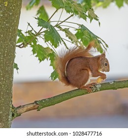 Lateral view of a Eurasian red squirrel in a tree
