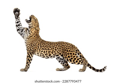 lateral view of a leopard stretching its paws upwards, mouth open showing its fangs, Panthera pardus, isolated on white