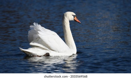 lateral view of a white mute swan, which is floating on the blue water and has raised its wings - Shutterstock ID 2033569568