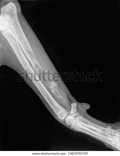 how much is an xray for a dogs leg