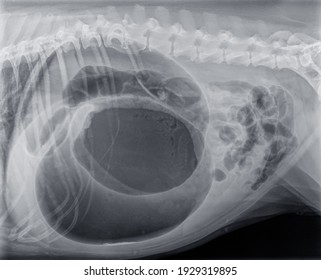 Seitliche Röntgenaufnahme eines großen Hundes mit Magendilatation und Torsion. Es ist viel Gas (schwarz auf dem Foto) im Magen. Dies ist immer ein Notfall