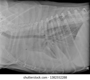 Lateral Xray Radiograph Chest Thorax Dog Stock Photo 1382552288 ...