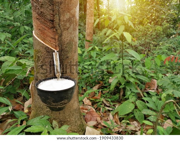 Latex in a black cup adhere with rubber tree in
the forest background.The​ first​ process​ of​ rubber​ manufacture
for make car tires.Rubber​ industrial concept.View of copy
space.