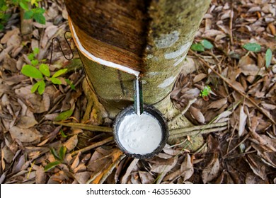 latex extracted from rubber tree source of natural rubber