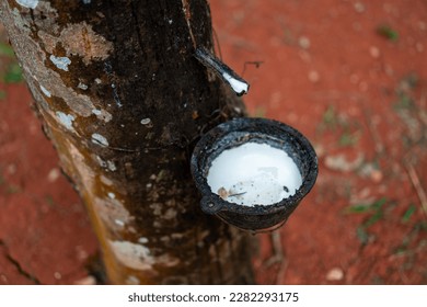 Latex extracted from tapped rubber tree as a source of natural rubber Latex raw material. Hevea brasiliensis forest.