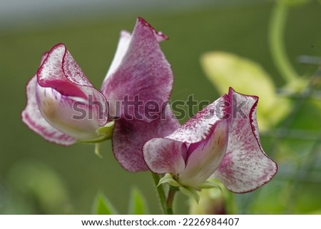 Lathyrus odoratus 'Aurora Borealis' is a Sweet Pea with prpe flowers