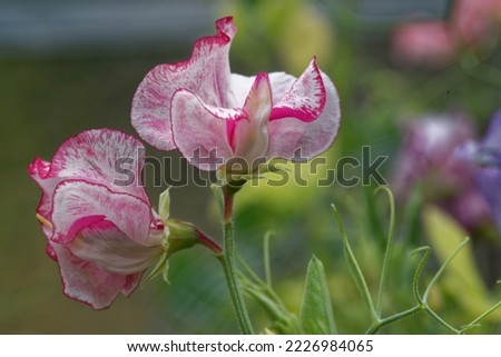 Lathyrus odoratus 'Marie's Melody' is a Sweet Pea with purple flowers 