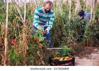 Latin American Farm Worker In Protective Mask Gathering Crop Of Tomatoes On Vegetable Plantation. New Life Reality In Coronavirus Pandemic