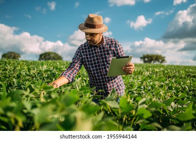 Latin American Farmer working on soybean plantation, examining crop development on tablet - Shutterstock ID 1955944144