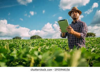 Latin American Farmer working on soybean plantation, examining crop development on tablet