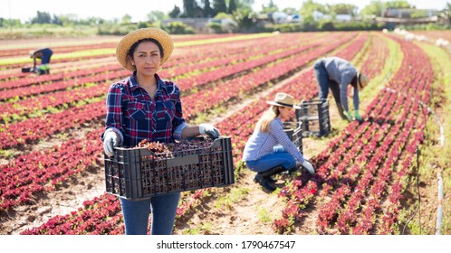Latin american female farmer in a team harvesting lettuce on the plantation