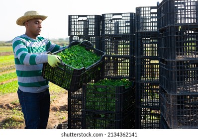 Latin American Man Working On Vegetable Plantation On Sunny Day, Stacking Plastic Boxes With Freshly Harvested Corn Salad Leaves..