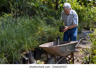 Latin American Senior Male In His Backyard Working In His Garden. Concept Gardening, Retired, Hobbies And Leisure.