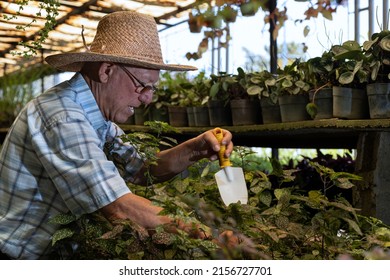 Latin American Senior Male With Straw Hat Working In His Nursery. Concept Gardening, Retired, Hobbies And Leisure.