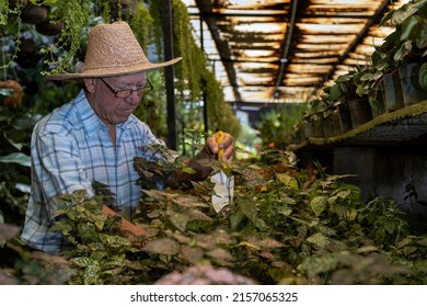 Latin American Senior Male With Straw Hat Working In His Nursery. Concept Gardening, Retired, Hobbies And Leisure.