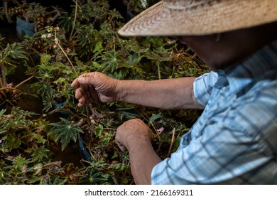 Latin American Senior Male With Straw Hat Working In His Nursery. Concept Gardening, Retired, Hobbies And Leisure.