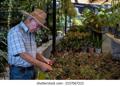 Latin American Senior Man In Straw Hat Prunes A Plant From His Nursery. Concept Gardening, Retired, Hobbies And Leisure.