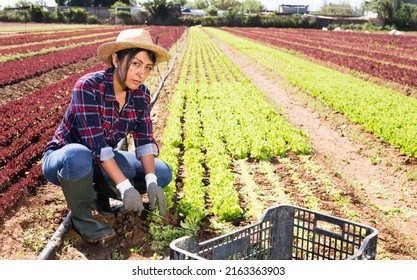 5,052 Latino Gardener Stock Photos, Images & Photography | Shutterstock