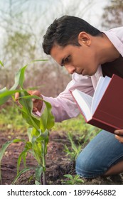 
Latin Botany Student Checking A Corn Plant With His Study Book In The Middle Of A Crop Field