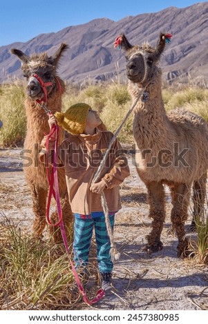 latin boy stops between 2 brown llamas carrying them with a walking rope on a hiking trip in Purmamarca, Argentina