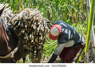 Latin Colombian Farmer Bending Down To Pick Up A Lasso To Tie A Load Of Sugar Cane, Mounted On His Brown Mule. Man Working In A Sugar Cane Field In The Midday Sun.