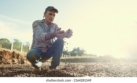 Latin farmer showing picked red coffee beans in his hands. Coffee farmer is harvesting coffee in the farm, arabica coffee. - Shutterstock ID 2164281549