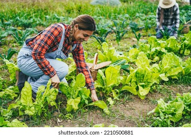 Latin Farmer Woman Working While Picking Up Lettuce Plant - Farm Life And Harvest Concept.