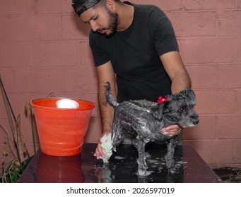 Latin Man Bathing His Tinny Adopted Pet Dog, Dog Care Concept